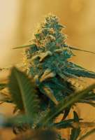 An image of Spliff's Strawberry