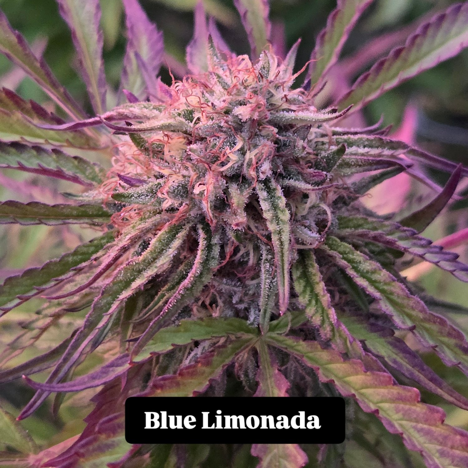 Blue Limonada flowering cannabis, as labeled by the cited photo source