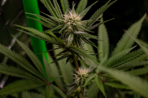 Iced Up Cherries archive 1