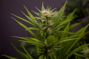 Iced Up Cherries archive 3