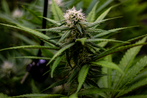 Iced Up Cherries archive 2