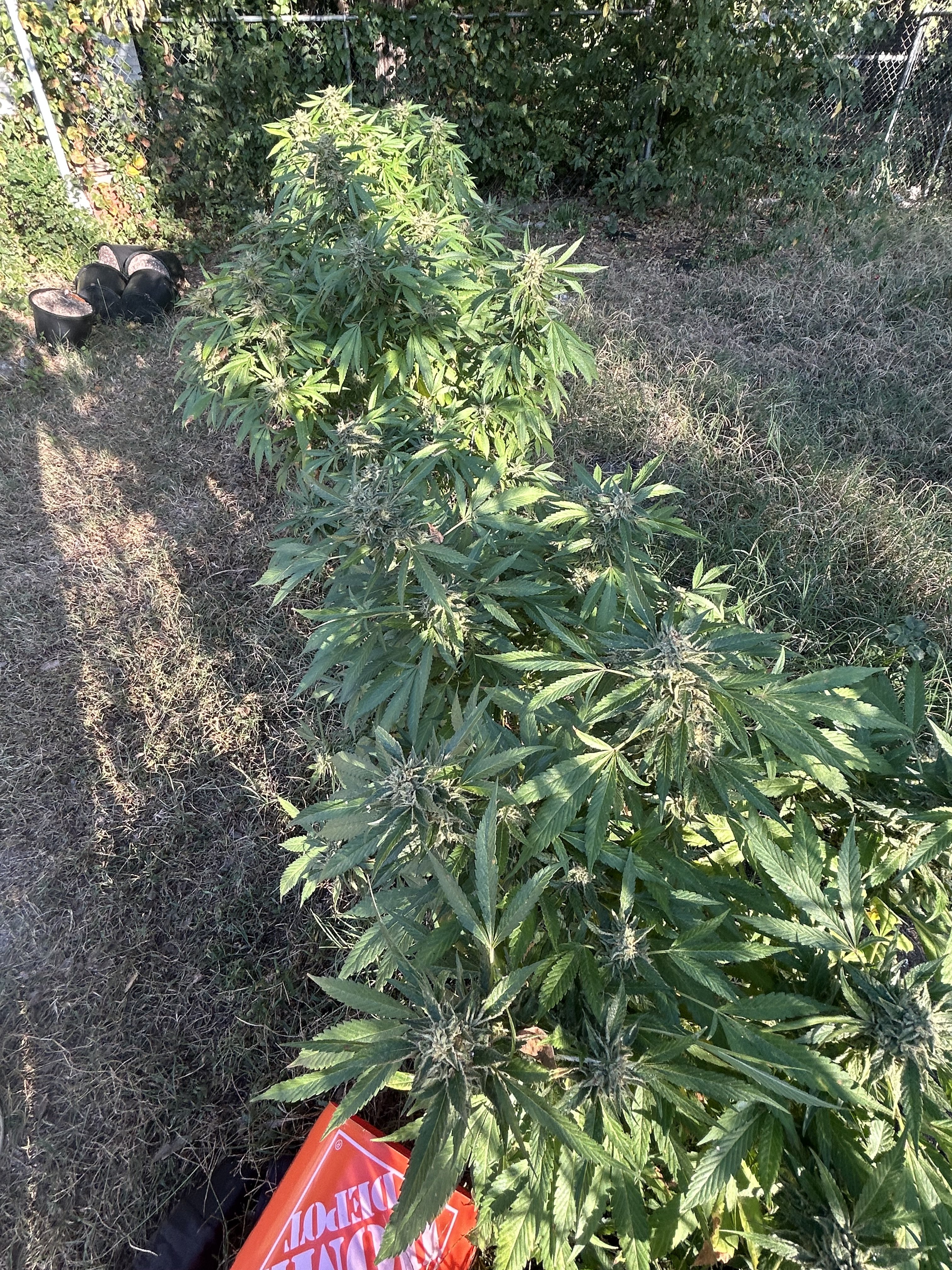 LA Octane flowering cannabis, as labeled by the cited photo source