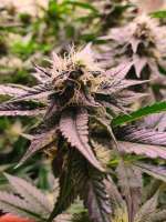 An image of Sole Berry Kush