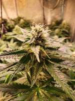An image of Sole Berry Kush
