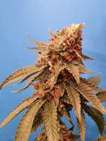 An image of Sole Berry Kush