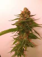 An image of Sole Berry Kush