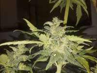 An image of Painkiller