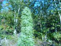 An image of Friesland Indica