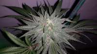 Afgooey: strain page photo, credit seedfinder.eu, copyright status shown with credit copyright unverified