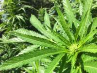 An image of White Strawberry Skunk