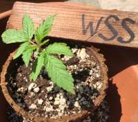 An image of White Strawberry Skunk
