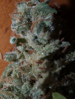 An image of Hoosier Headband
