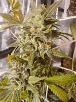 Hammer Juice archive 4