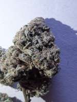 Hammer Juice archive 2