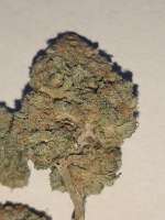 Hammer Juice archive 3