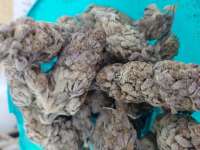 An image of Tangie Zest #7