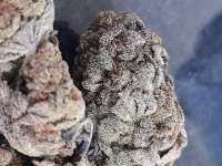 An image of Tangie Zest #7