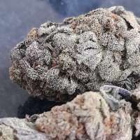An image of Tangie Zest #7