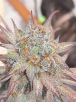 An image of Tangie Zest #7