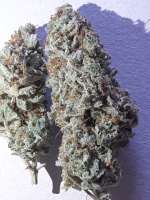 An image of Toxic Cherry Bomb
