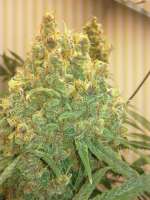 Ace of Spades archive 3