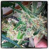 Ace of Spades archive 2