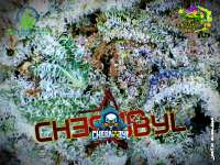 Chernobyl: strain page photo, credit seedfinder.eu, copyright status shown with credit copyright unverified