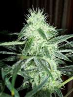 Dairy Queen archive 5