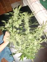 Dairy Queen archive 2