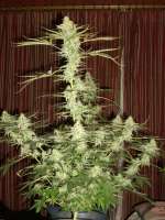 Dairy Queen archive 4