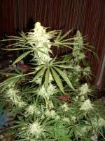 Dairy Queen archive 3