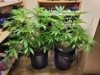 Deadlights archive 3