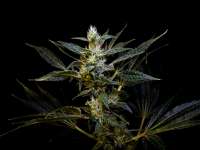 Jacks Cleaner 2 archive 1