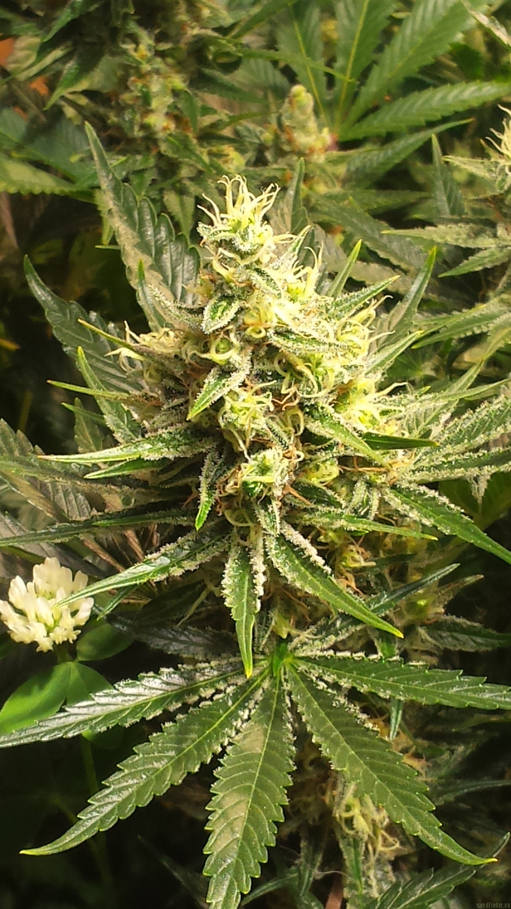 Jacks Cleaner 2 flowering cannabis, as labeled by the cited photo source