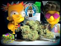 Jesus OG: strain page photo, credit seedfinder.eu, copyright status shown with credit copyright unverified