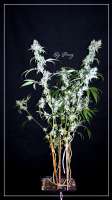 Jesus OG: strain page photo, credit seedfinder.eu, copyright status shown with credit copyright unverified