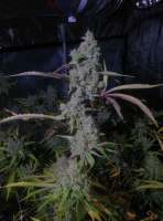 Nepali Queen archive 1