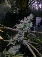 Nepali Queen archive 2