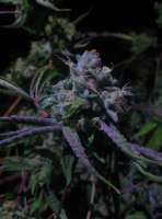 Nepali Queen archive 3