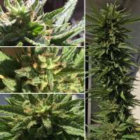 After 8 OG archive 2