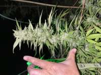 Zombie Haze archive 1