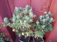 Daiquiri OG archive 3