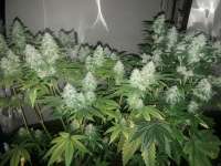 Daiquiri OG archive 1