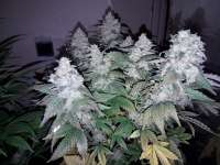 Daiquiri OG archive 2