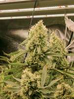 An image of Frosty Friday