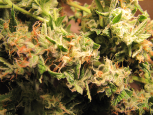 An image of Golden Apple Haze
