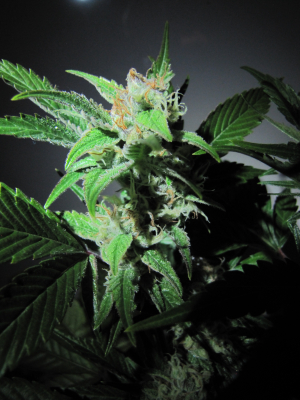 An image of Golden Apple Haze