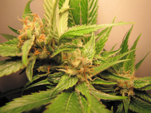 An image of Golden Apple Haze