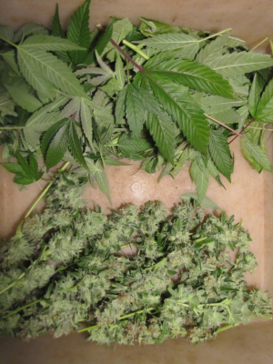 An image of Golden Apple Haze