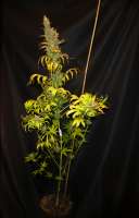 Kees’ Old School Haze archive 1